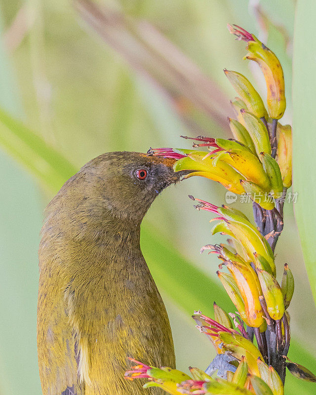 以亚麻花为食的Bellbird (korimako)